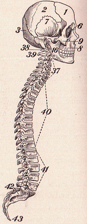 spine
